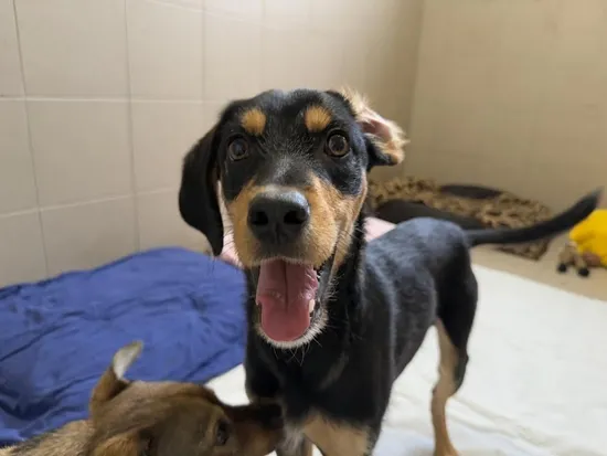 Pies do adopcji, Kraków, 30 stycznia 2025 (5/5)