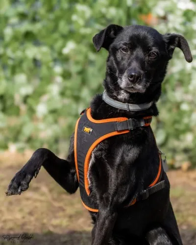 Pies do adopcji, Kraków, 30 stycznia 2025 (1/5)