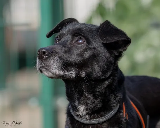 Pies do adopcji, Kraków, 30 stycznia 2025 (2/5)