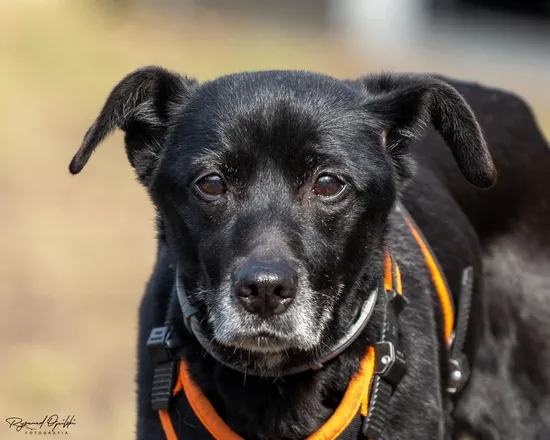 Pies do adopcji, Kraków, 30 stycznia 2025 (3/5)