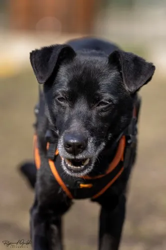 Pies do adopcji, Kraków, 30 stycznia 2025 (4/5)