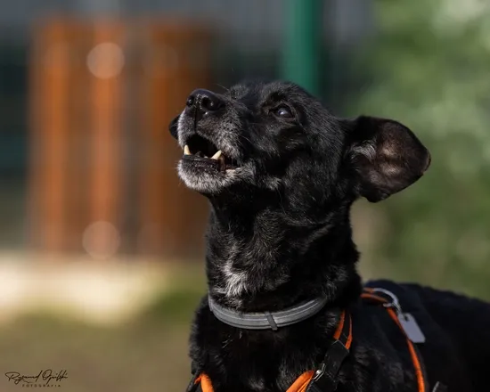Pies do adopcji, Kraków, 30 stycznia 2025 (5/5)