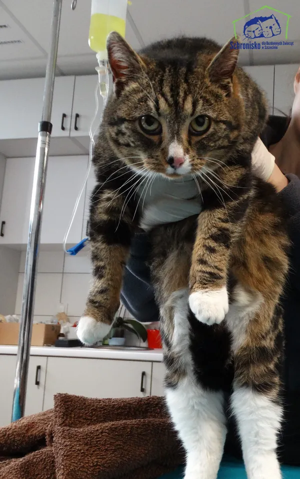 Znaleziono kota, Szczecin, 14 lutego 2025 (1/2)