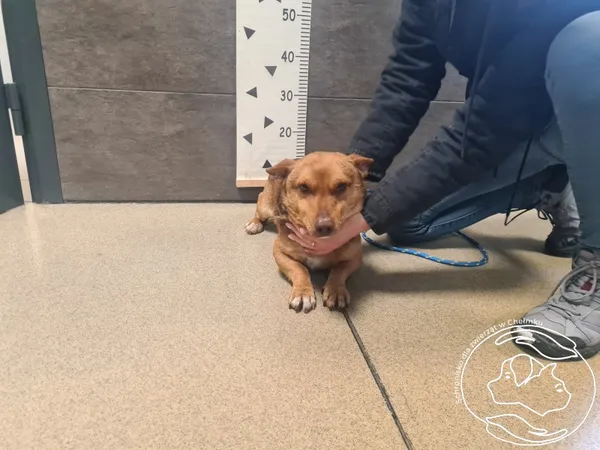 Znaleziono psa, Chełmek, 13 lutego 2025