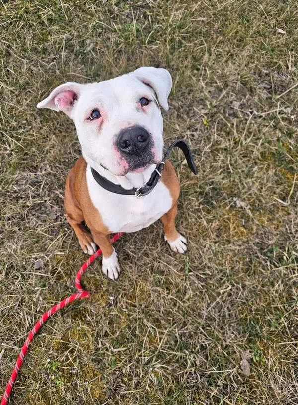 Pies do adopcji, Tychy, 29 stycznia 2025