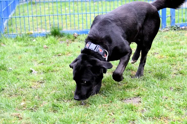 Pies do adopcji, Tychy, 14 stycznia 2025