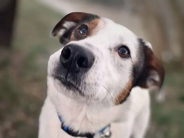 Znaleziono psa, Tatary, 14 lutego 2025 (2/4)