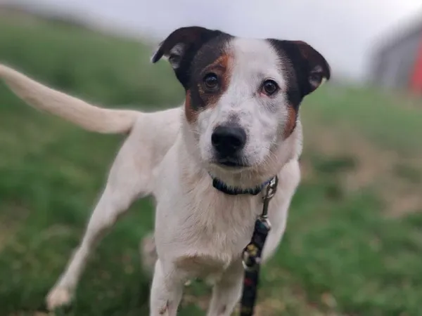 Znaleziono psa, Tatary, 14 lutego 2025 (4/4)