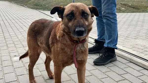 Znaleziono psa, Tatary, 13 lutego 2025 (1/3)