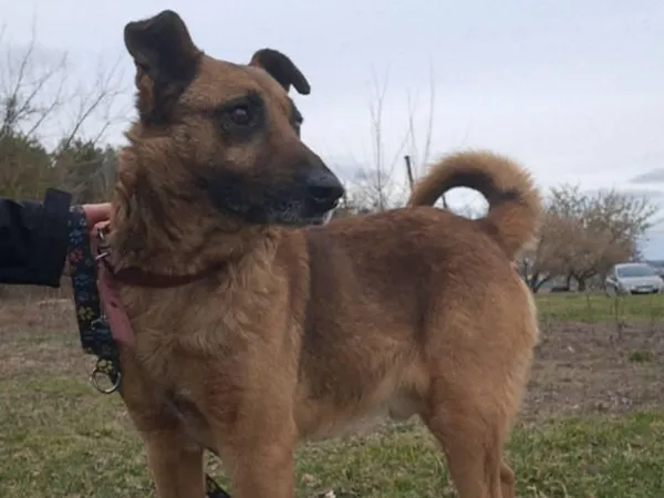 Znaleziono psa, Tatary, 13 lutego 2025 (2/3)