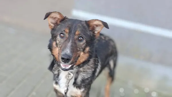 Znaleziono psa, Tatary, 12 lutego 2025 (1/5)