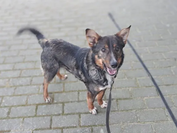 Znaleziono psa, Tatary, 12 lutego 2025 (5/5)