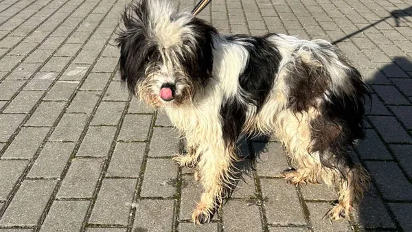 Znaleziono psa, Tatary, 12 lutego 2025