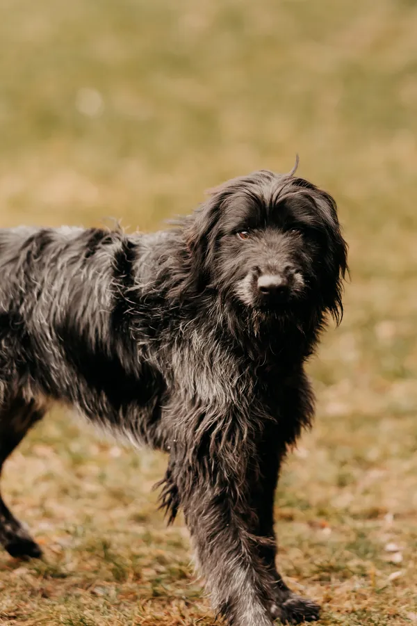 Pies do adopcji, Czartki, 14 lutego 2025 (1/5)