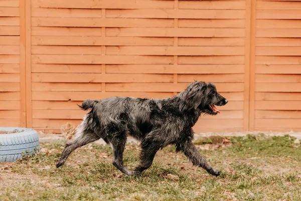 Pies do adopcji, Czartki, 14 lutego 2025 (4/5)