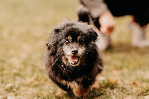 Pies do adopcji, Czartki, 14 lutego 2025 (2/4)