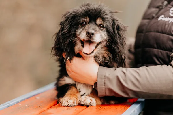 Pies do adopcji, Czartki, 14 lutego 2025 (4/4)