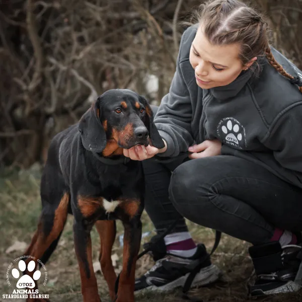 Pies do adopcji, Starogard Gdański, 14 lutego 2025 (2/4)