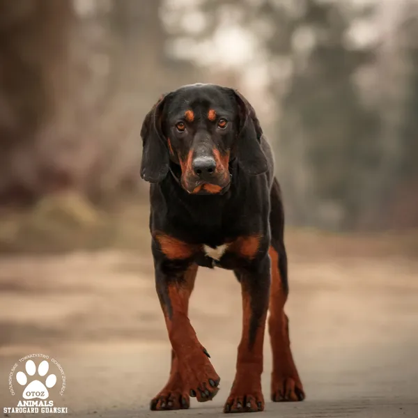 Pies do adopcji, Starogard Gdański, 14 lutego 2025 (3/4)