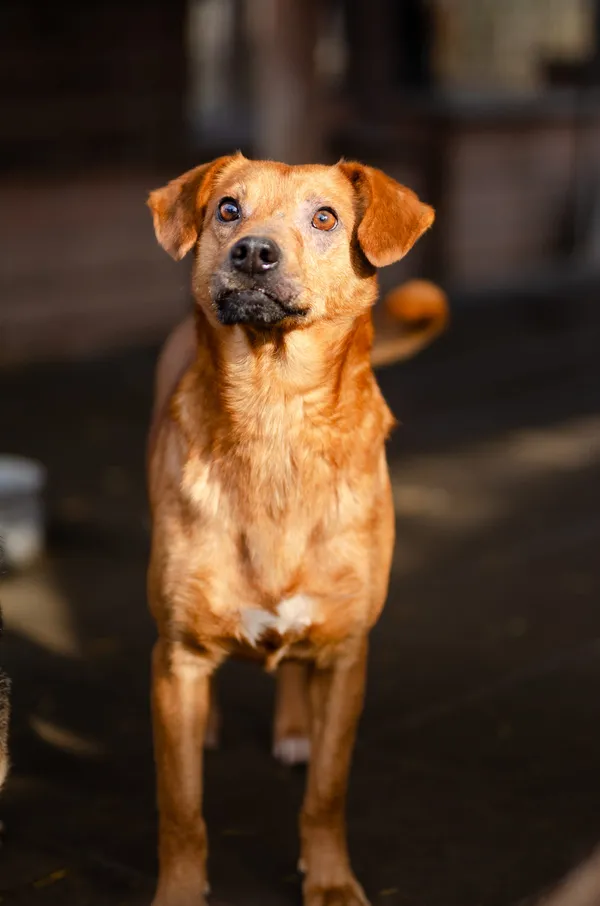 Oddam psa, Tropy Elbląskie, 15 lutego 2025 (3/4)