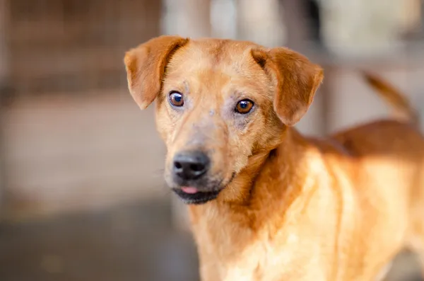 Oddam psa, Tropy Elbląskie, 15 lutego 2025 (4/4)