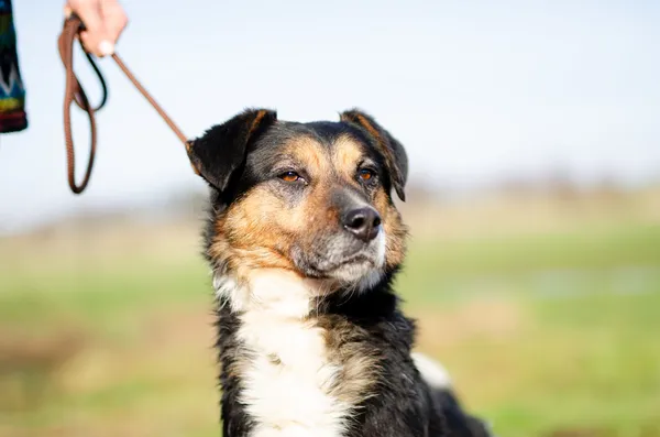 Oddam psa, Siła, 15 lutego 2025 (1/5)