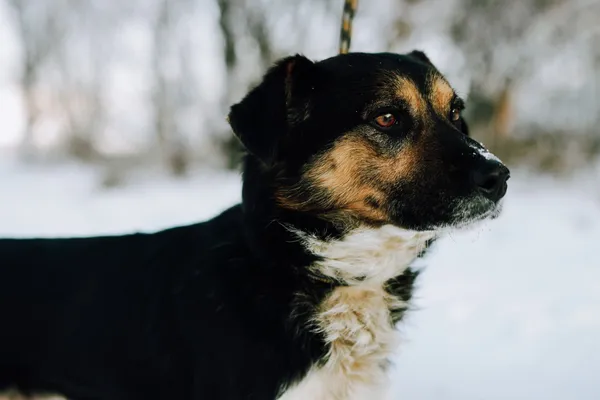 Oddam psa, Siła, 15 lutego 2025 (5/5)