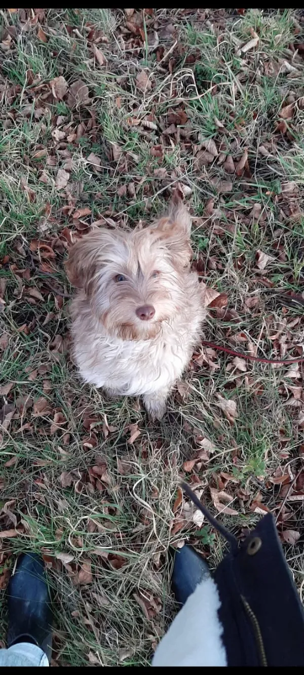 Zaginął pies, Wińsko, 15 lutego 2025 (1/2)