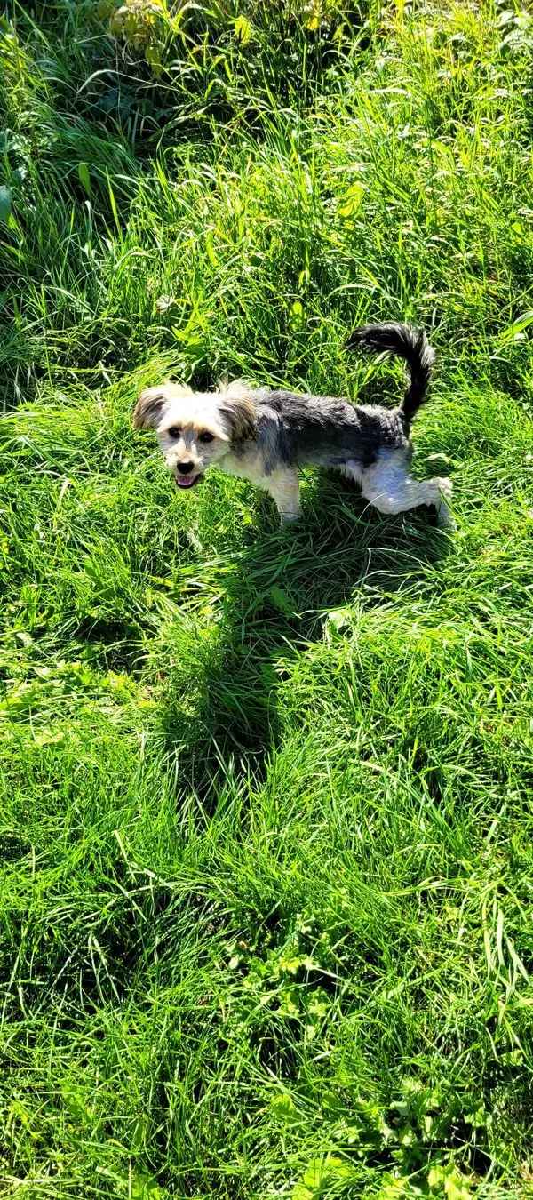 Zaginął pies, Wińsko, 15 lutego 2025 (2/2)