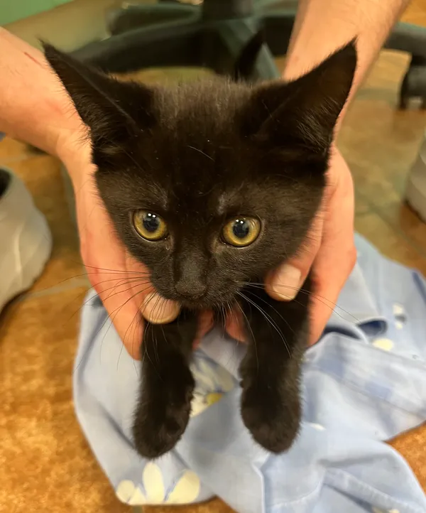 Znaleziono kota, Dobra, 14 lutego 2025