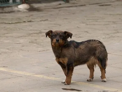 Pies do adopcji, Pabianice, 11 lutego 2025 (1/5)