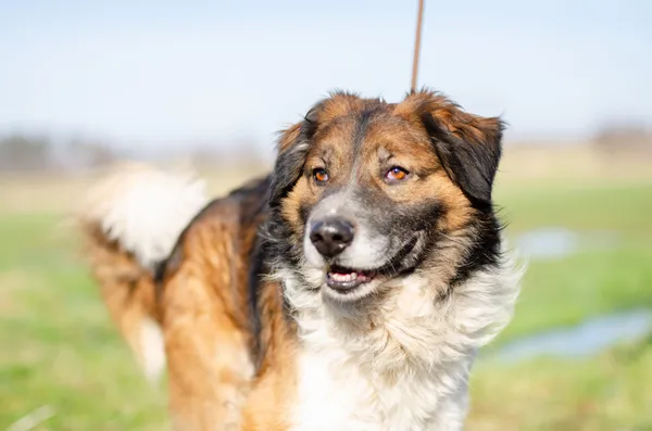 Oddam psa, Szłapy, 15 lutego 2025 (1/2)