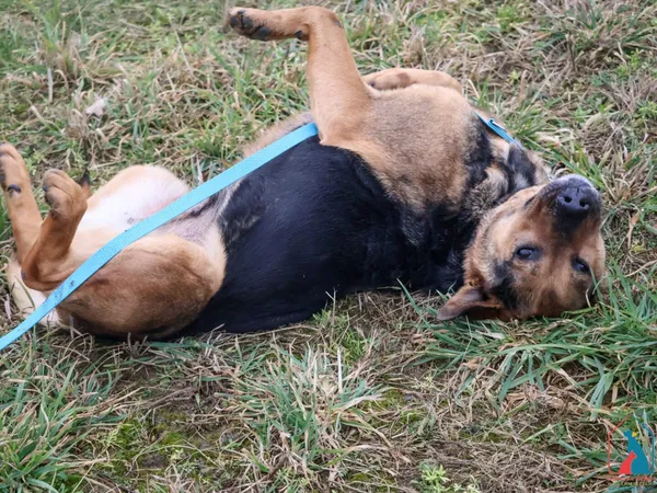 Pies do adopcji, Grudziądz, 29 października 2024 (3/5)