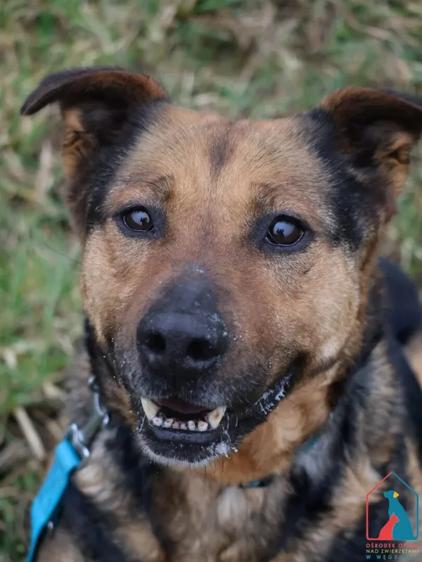 Pies do adopcji, Grudziądz, 29 października 2024 (4/5)