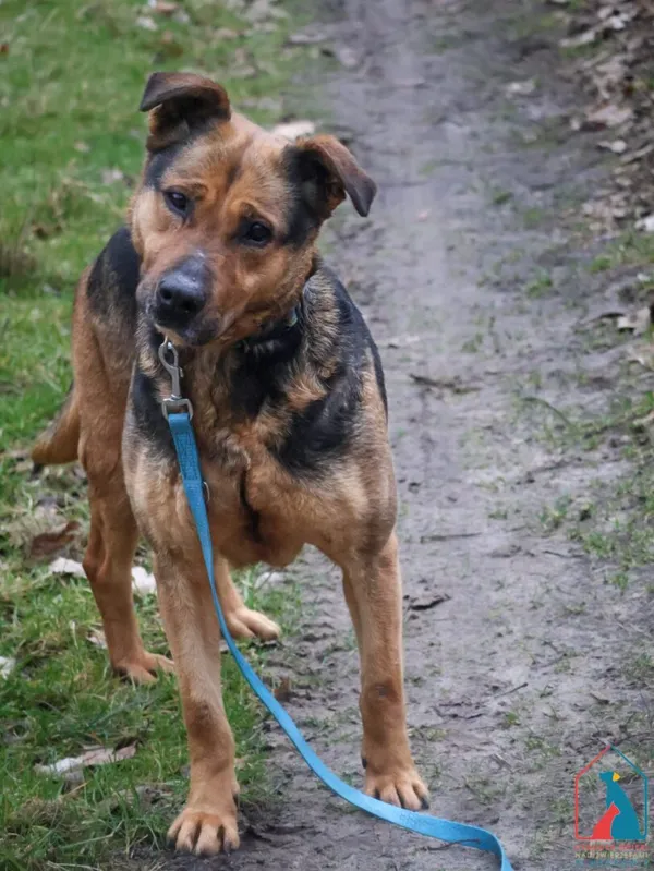 Pies do adopcji, Grudziądz, 29 października 2024 (5/5)