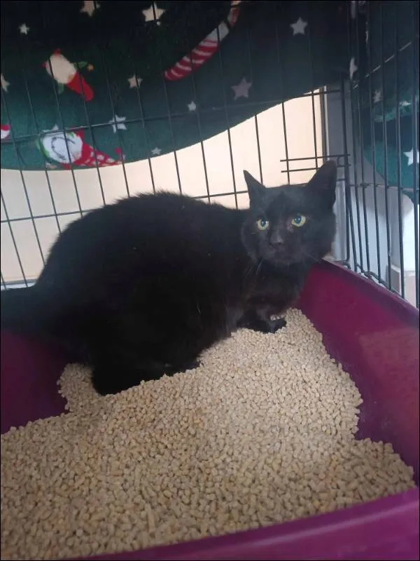 Znaleziono kota, Grudziądz, 15 lutego 2025