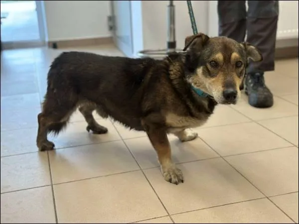 Znaleziono psa, Grudziądz, 15 lutego 2025