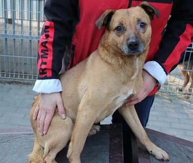Pies do adopcji, Oborniki, 24 stycznia 2025 (1/5)