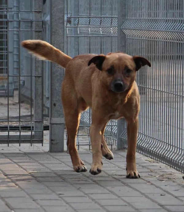 Pies do adopcji, Oborniki, 24 stycznia 2025 (2/5)