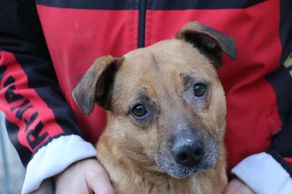 Pies do adopcji, Oborniki, 24 stycznia 2025 (4/5)
