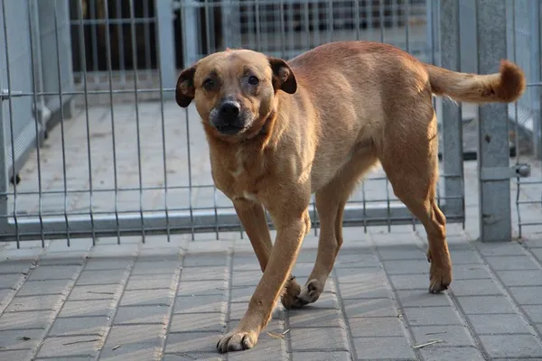 Pies do adopcji, Oborniki, 24 stycznia 2025 (5/5)