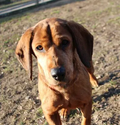 Pies do adopcji, Oborniki, 24 stycznia 2025 (1/5)