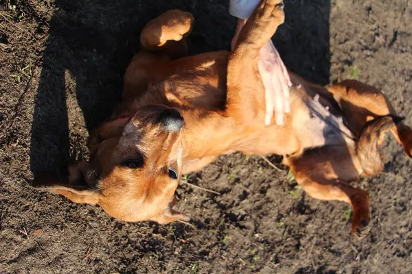 Pies do adopcji, Oborniki, 24 stycznia 2025 (2/5)