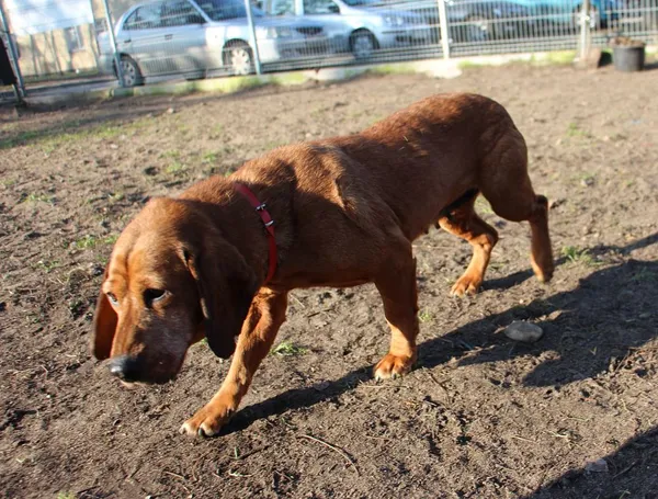 Pies do adopcji, Oborniki, 24 stycznia 2025 (5/5)