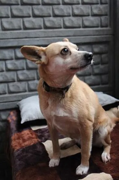 Pies do adopcji, Oborniki, 21 stycznia 2025 (1/5)