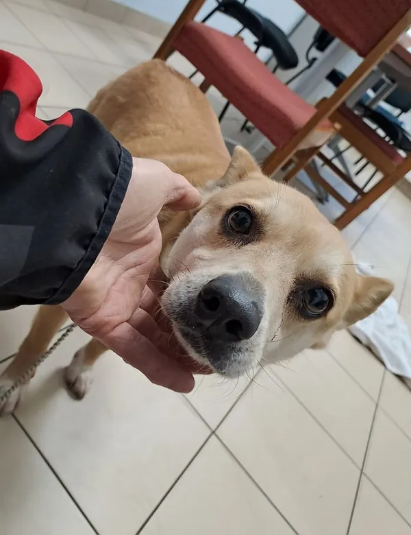 Pies do adopcji, Oborniki, 21 stycznia 2025 (2/5)