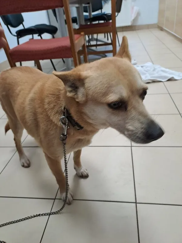 Pies do adopcji, Oborniki, 21 stycznia 2025 (3/5)