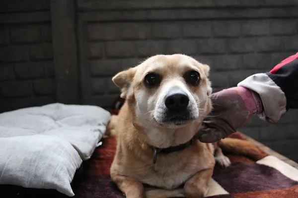 Pies do adopcji, Oborniki, 21 stycznia 2025 (4/5)