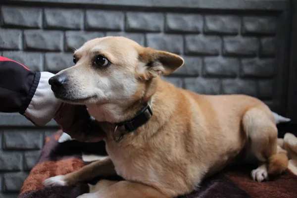 Pies do adopcji, Oborniki, 21 stycznia 2025 (5/5)