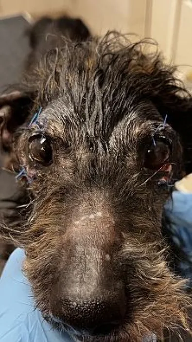 Pies do adopcji, Oborniki, 5 stycznia 2025 (1/5)